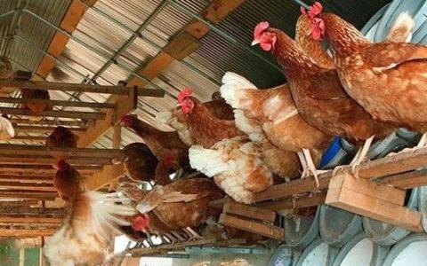 Britanske kokoške nakon farme umjesto u klaonicu odlaze u porodična dvorišta