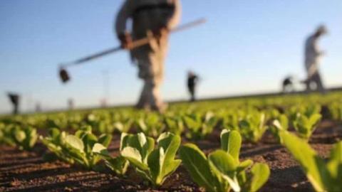 Cijene mesa i mlijeka u BiH mogle bi rasti zbog katastrofalnih prinosa kukuruza