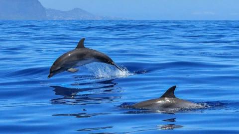 Delfin Bentli oduševio istraživače: Pogledajte kako je koristio školjku da ulovi ribu