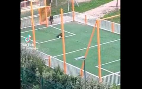 Divlja svinja ugurala loptu u mrežu na terenu u Marseju