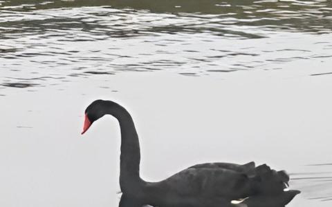U crnogorskom zalivu Trašte usnimljen crni labud