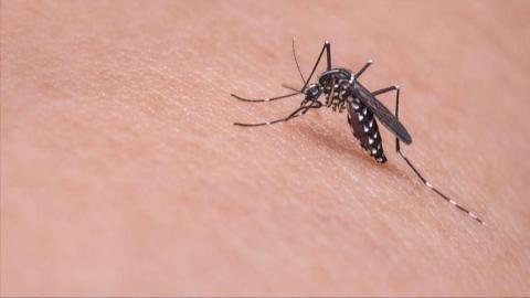 Virus Zapadnog Nila hara Balkanom: Pet žrtava u Sjevernoj Makedoniji, 13 u Grčkoj