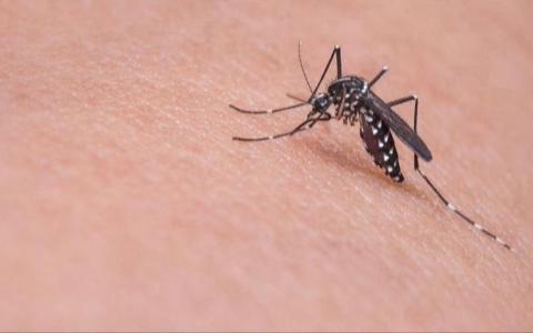 Virus Zapadnog Nila širi se Evropom: Registrovano više od hiljadu zaraženih u 15 zemalja