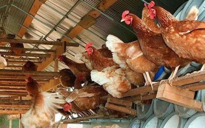 Britanske kokoške nakon farme umjesto u klaonicu odlaze u porodična dvorišta