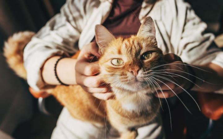 Mačke i vlasnici dijele hormonalnu povezanost, pokazalo je japansko istraživanje