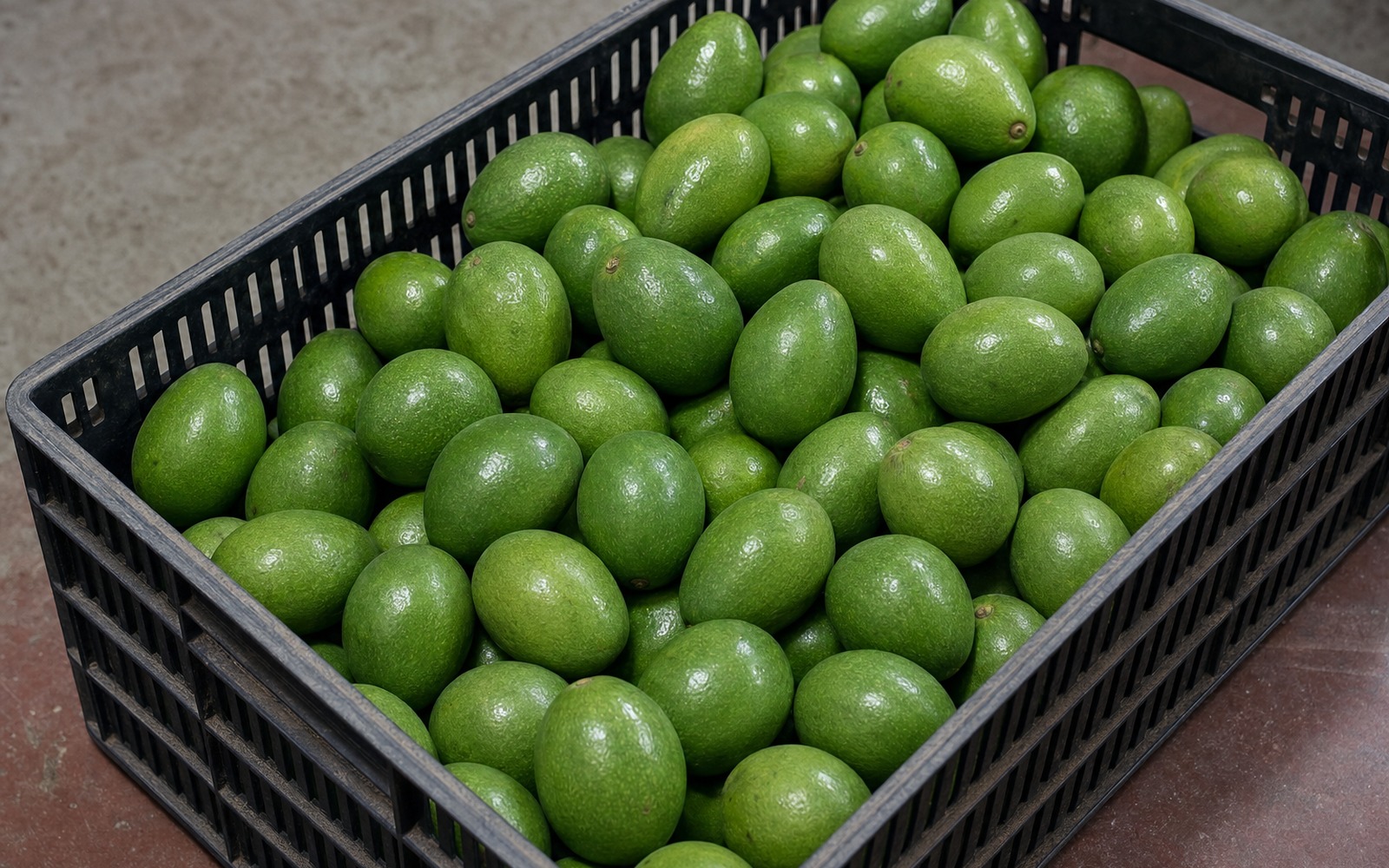 Avokado u Indiji: od ploda koji su jeli samo psi do unosnog biznisa