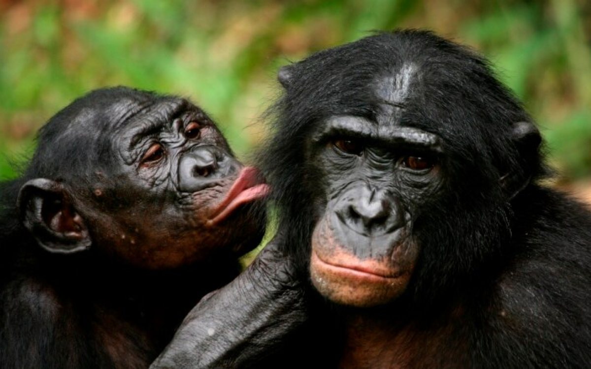 Bonobo čimpanze pokazuju osobinu za koju se mislilo da je isključivo ljudska