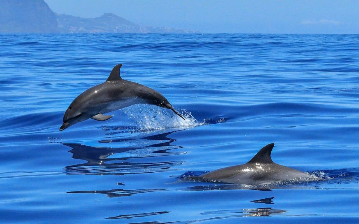 Delfin Bentli oduševio istraživače: Pogledajte kako je koristio školjku da ulovi ribu