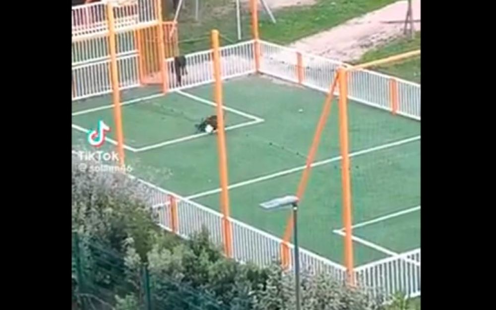 Divlja svinja ugurala loptu u mrežu na terenu u Marseju