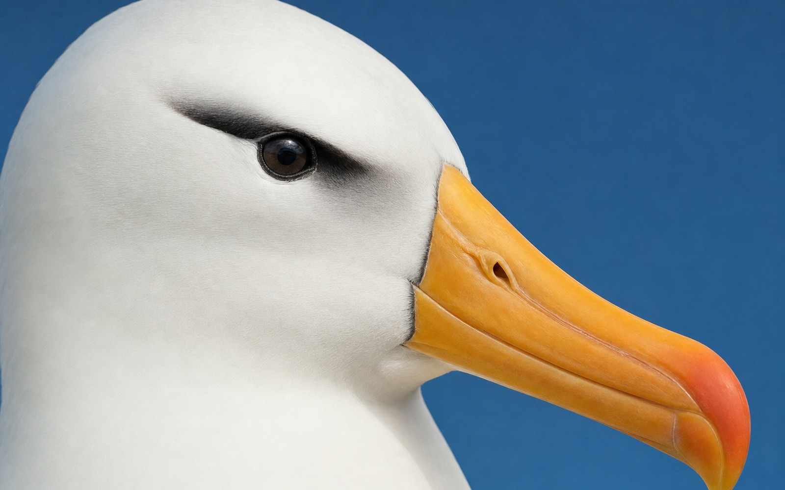 Dodjeljene nagrade Audubon takmičenja za fotografiju ptica: Od erupcije vulkana do sove sa žutim očima