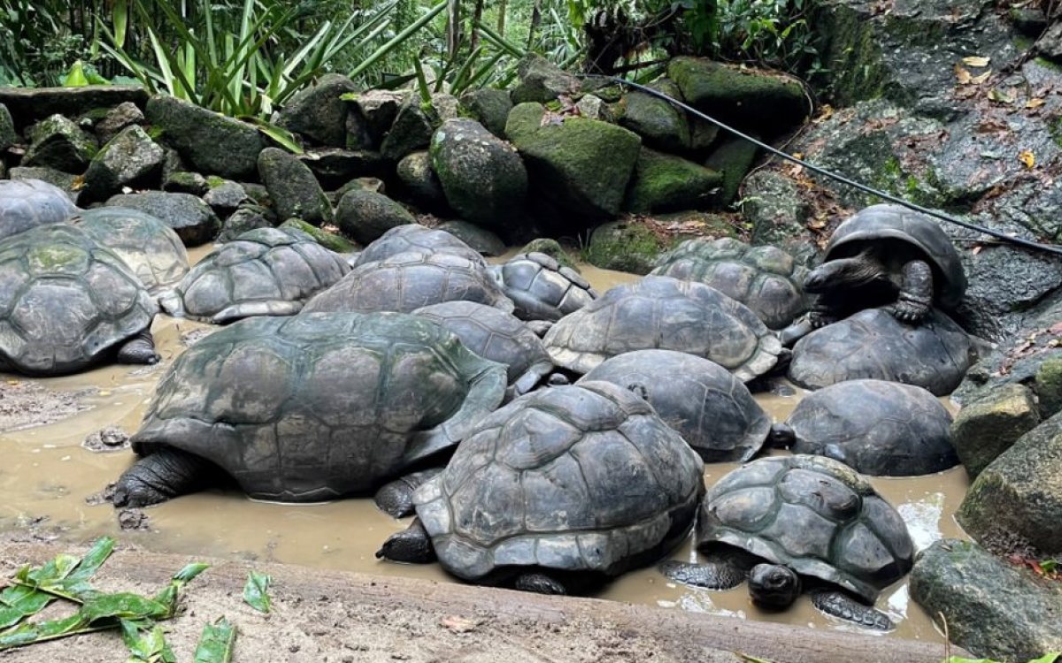 Na sejšelskom atolu Aldabra buja najveća svjetska populacija džinovskih kornjača