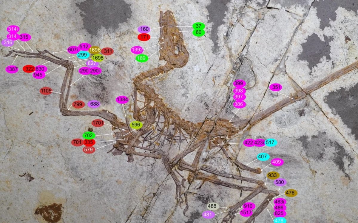 Očuvani pernati dinosaur iz Kine upućuje na to da je let razvijen više puta nezavisno